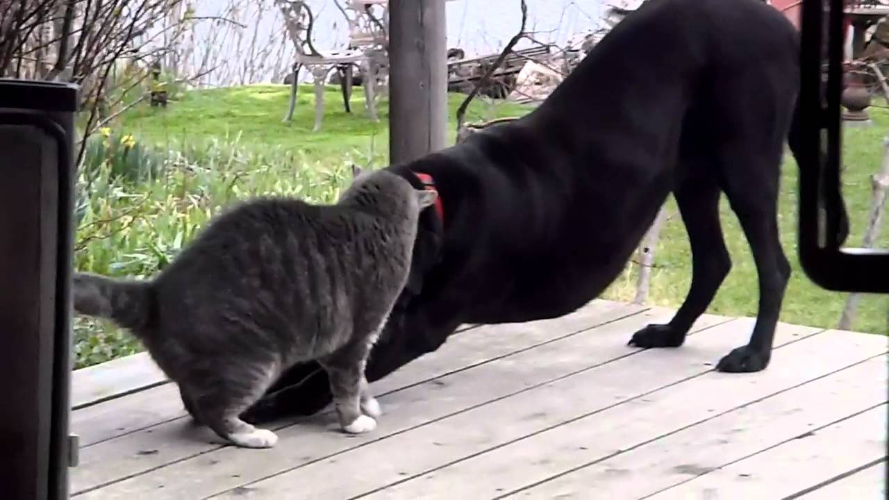 Cat Flirts with Dog YouTube