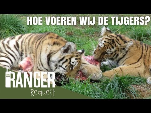 Video: Hoe Te Ontsnappen Aan Een Tijger