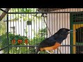 Suara Santai Murai Batu Pemikat Murai Muda Hutan Dan Lepas Trotol Agar Nyaut Gacor Mp3 - Mp4 Download