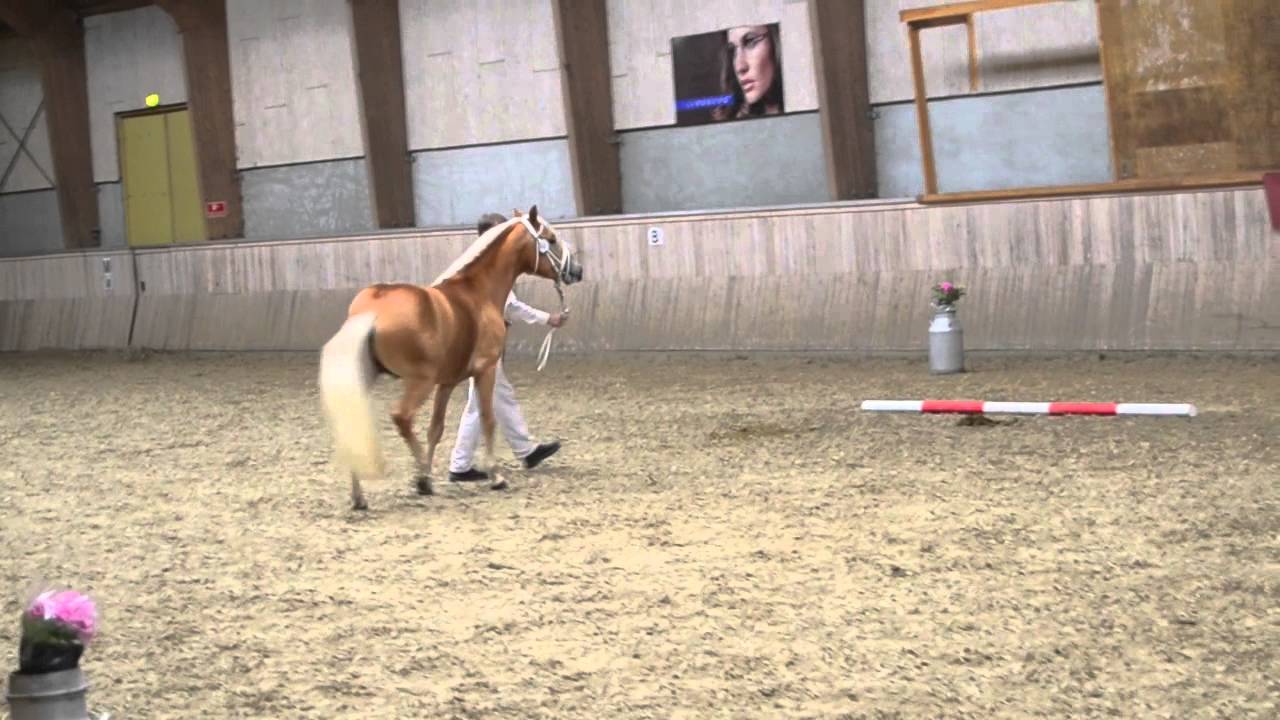 Haflinger Artaud Classwei