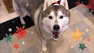 少し早いクリスマスプレゼントをゲットしたシベリアンハスキー