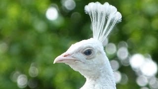 omg weißer pfau schreit white peacock screams haha