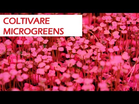 Video: Cosa sono i microgreen e come coltivarli