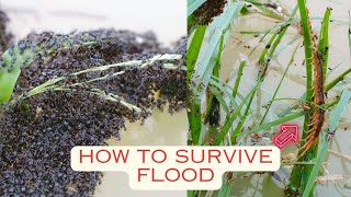 How Bullet Ants Make a Stinging Life Raft And Other Insects Manage to Survive Flood | INSECT STORIES