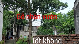 Gỗ Nhãn Rừng Tốt Không? Đặc Điểm, Công Dụng Và … – Gỗ Quý