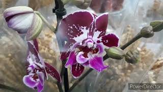 И снова Орхидеи в Леруа/ Разнообразие других цветов 25 июня 2023г.