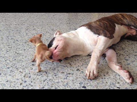 Tiny chihuahua puppy adorably teases sleepy American bulldog