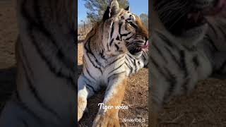 صوت النمر أول مرة اسمعه سبحان الله  Tiger voice