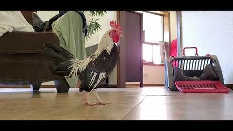 Bantam Rooster 🐓 new pet in the family