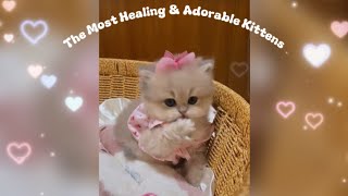 💖🐈💝The Most Healing & Adorable Kittens🎉🎉 by Qiu Share - cute & funny animals 1,016 views 3 weeks ago 2 minutes, 57 seconds