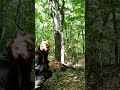 Как незаметно подкрадываться к животным ?