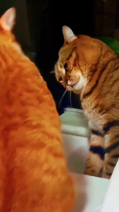 Что это было 😸 #кот #shorts #приколыскотами - YouTube