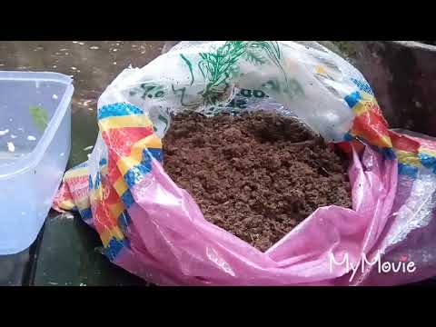 Video: Maklumat Pengkomposan Parit - Cara Membuat Lubang Kompos Di Rumah