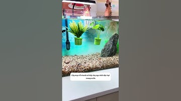 Biến cây nhỏ thành cây thủy sinh để làm sạch bể cá cực đơn giản với chiếc giỏ này #aquatic #shorts