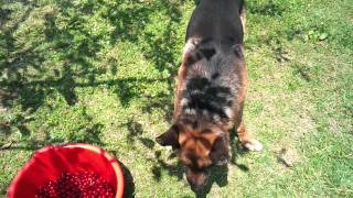 Dog Eating Cherrys - Hd