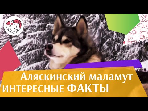 Аляскинский маламут   Интересные  факты на iLikePet