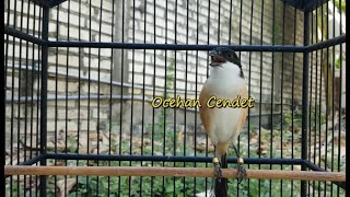 Suara Cendet Gacor ROLL SPEED Rapat Ampuh Mendongrak Emosi Cendet Lawan