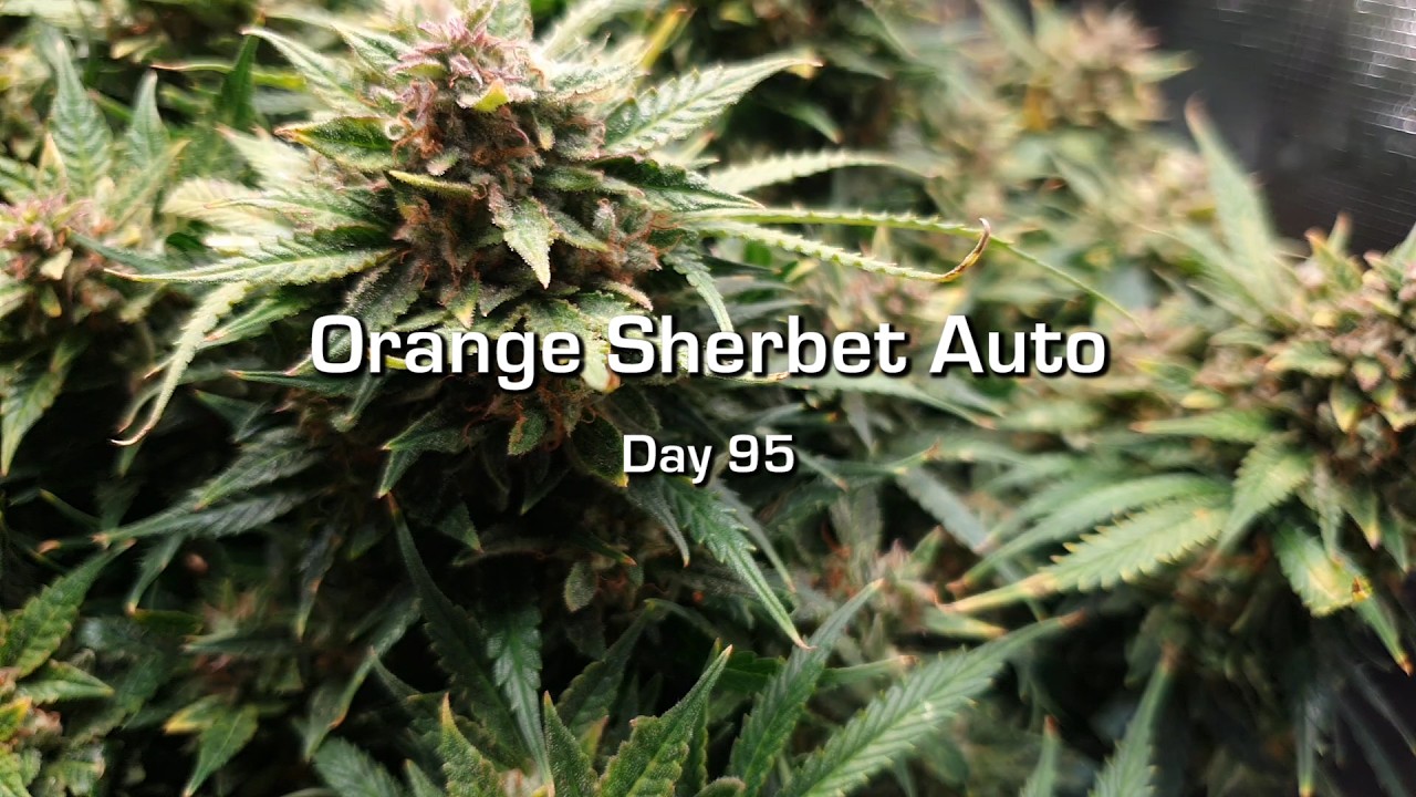 Day 95 Orange Sherbet Auto #2 