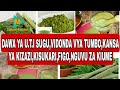 MAAJABU YA MTI MLONGE HUTIBU MAGONJWA ZAIDI YA 300 MAAJABU YA MTI MLONGE HUTIBU MAGONJWA ZAIDI YA 300
