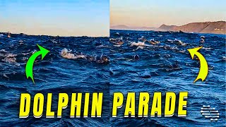 Dolphin Parade Migration Filmed Up-Close