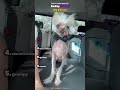 Ranking the best dog haircuts 😂 #edit #shorts
