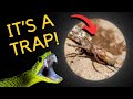 Animals that Mimic Other Animals - The Biological Phenomenon of Mimicry