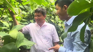 Mận đào đá ở phong hoà Đồng Tháp xử lý nhiều lần và sau khi dùng SP cty Minh Quân kết quả? 12/8/24