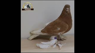 Fancy Tumblers High Flyer Pigeons 2