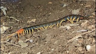 Giant red-headed centipede:  Big, bold, and venomous