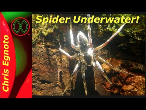 Spider Swims Under Water! - Six spotted fishing spider.