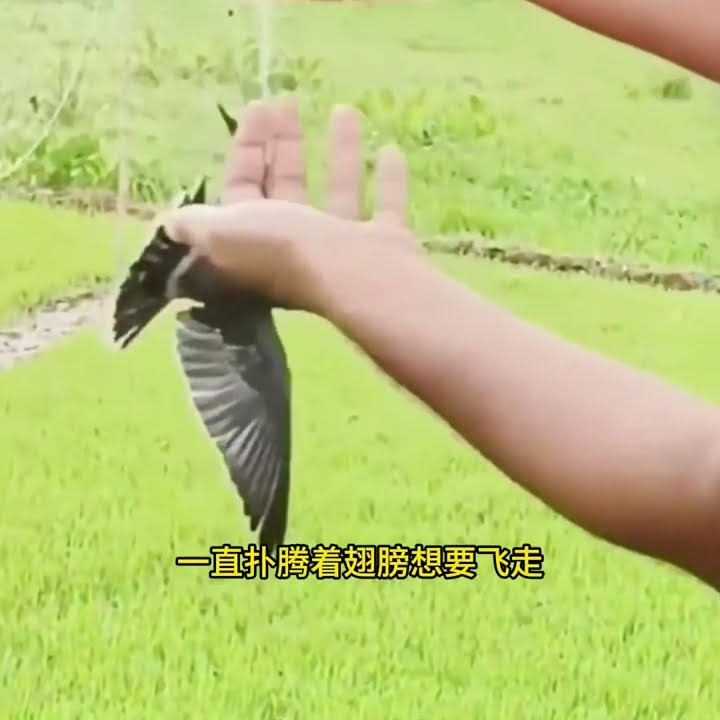 Brother saves trapped bird on way home with gentle care - YouTube