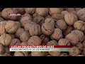 🔴 Una de las mejores nueces de castilla se produce en San Nicolás de los Ranchos, Puebla.