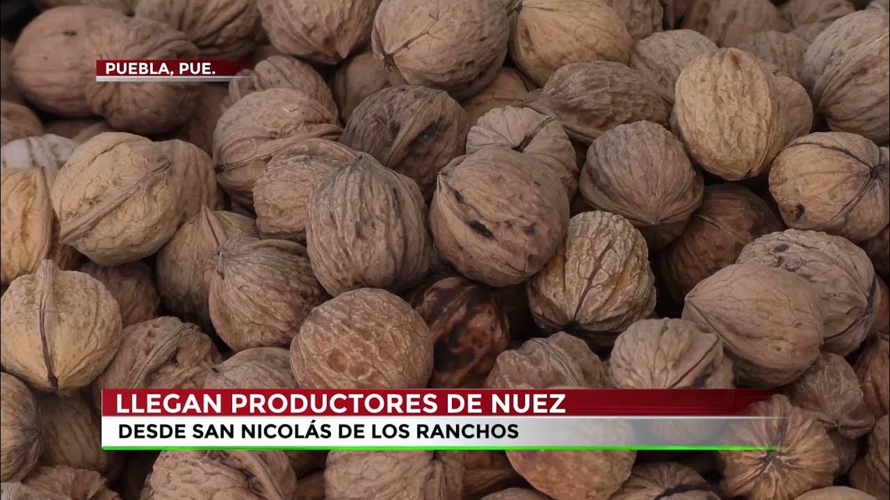 🔴 Una de las mejores nueces de castilla se produce en San Nicolás de los Ranchos, Puebla. YouTube 🔴 Una de las mejores nueces de castilla se produce en San Nicolás de los Ranchos, Puebla. YouTube