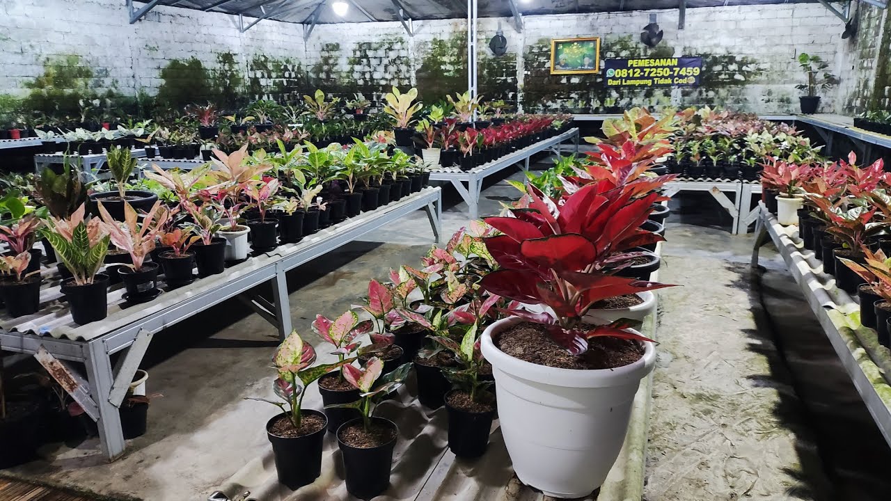 Tanaman Hias aglonema