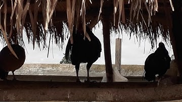 qaib qus phaum 3 qua zoo heev