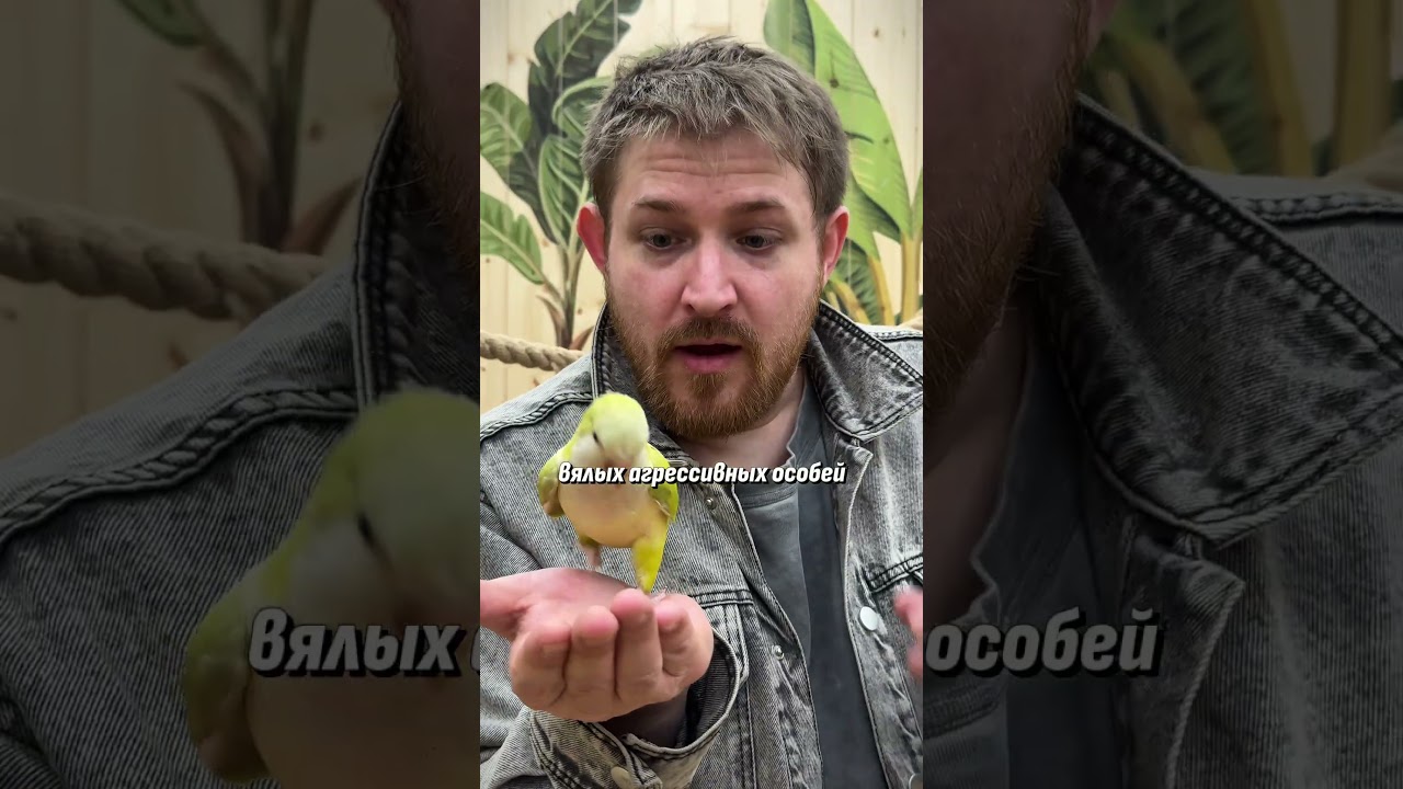 Покупаем попугая в Петербурге #глеб_бауэр #обзор