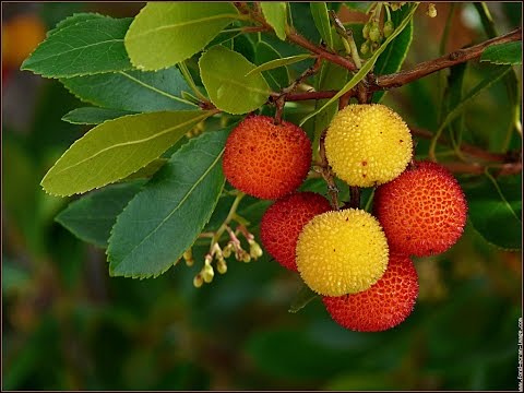 Vidéo: Qu'est-ce que le fruit d'araca ?