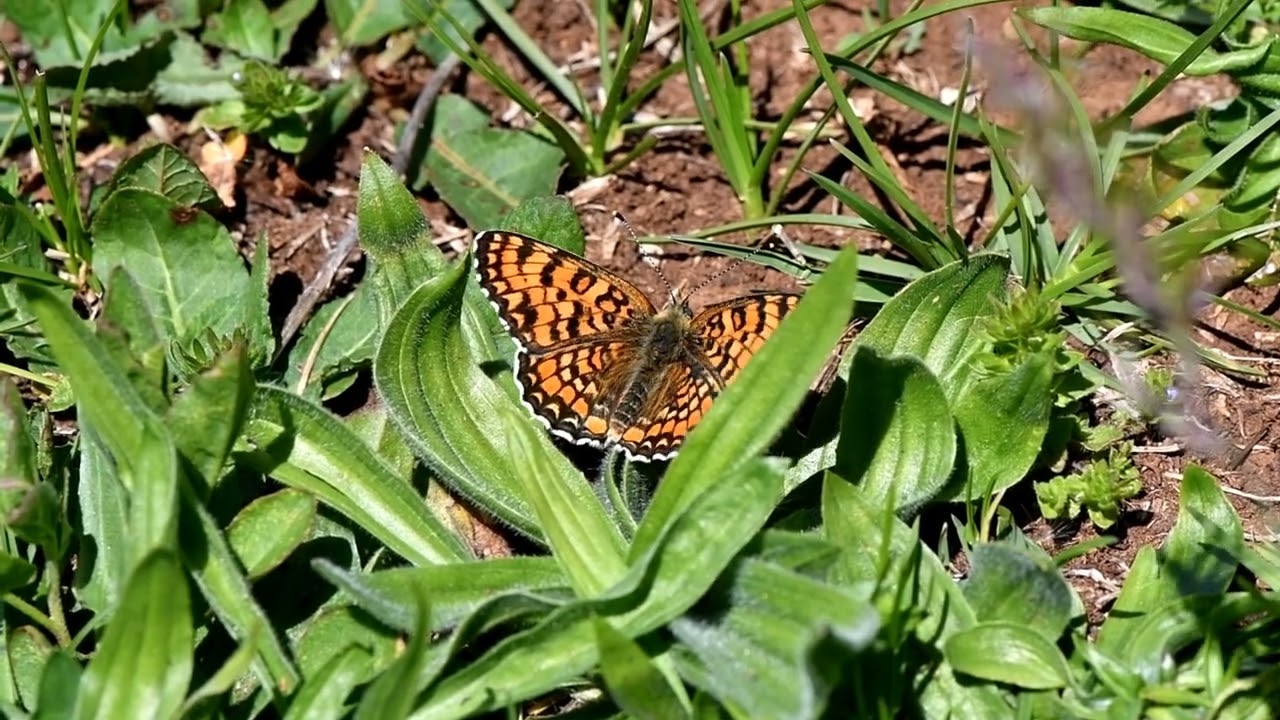 Melitaea phoebe - Knapweed Fritillary (Denis & Schiffermüller, 1775)
