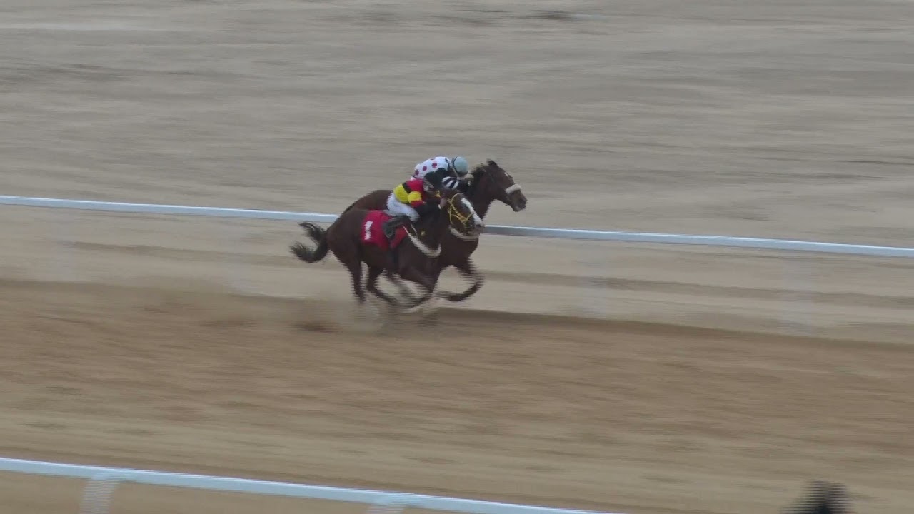 ميدان الفروسية بالأحساء لعام ١٤٤٣هـ حفل (8)شوط الثامن المركز الأول (ابو مطير)