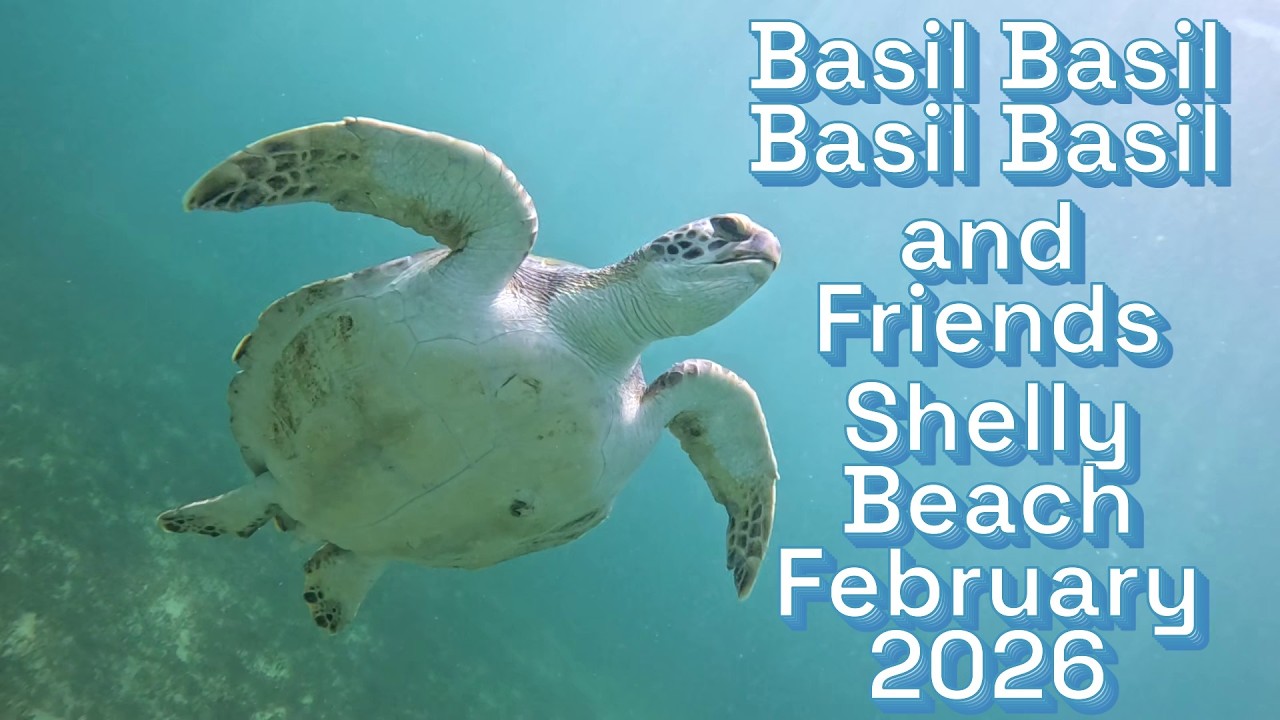 Basil the Turtle and his friends at Shelly Beach in Manly, Sydney, NSW, Australia. February 2026.