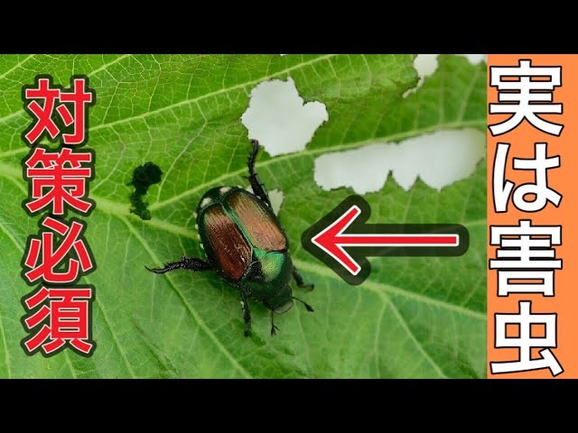 Actually a very troublesome pest] How to deal with Japanese