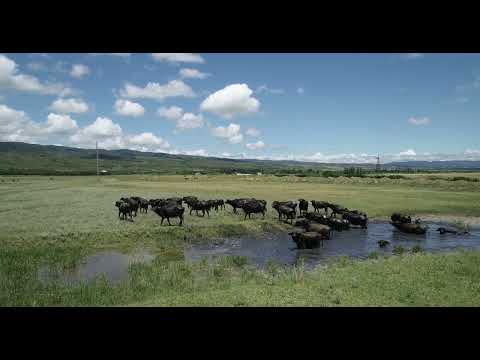 The water buffalo (Bubalus bubalis) - კამეჩი