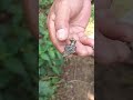 Asli atau Palsu? Pusaka Kuno Desa Bonangan