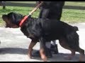 Aggressive Rottweiler ( Part 2 ) completely out of control and Extremely Dangerous