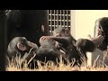 Our Play time! by Ibuki and Dill 僕らの遊びの時間！イブキとディル　Chimpanzee  Tama Zoological Park