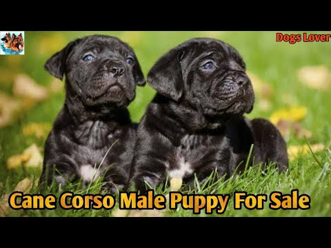 Good Quality Cane Corso Puppy For Sale Cane Corso