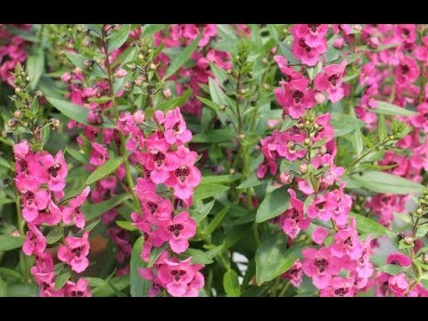 Βίντεο: Φυτά Scabiosa: Πώς να μεγαλώσετε ένα λουλούδι pincushion