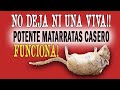 Potente VENENO CASERO para Matar Ratas y Ratones ¡LAS ANIQUILA!