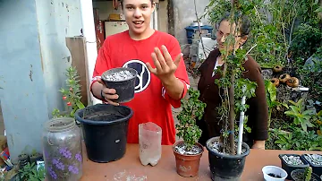 Como plantar pé de Jurema?