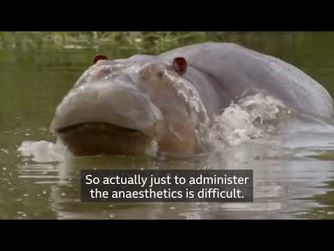 Castrating Pablo Escobar’s Hippos
